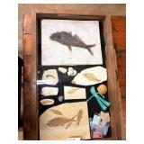 Fossilized collection incl 6 fish slabs, bones, sh