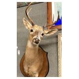 6-point deer mount - 20" x 20" x 32"