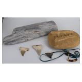 Grouping fossilized sharks teeth and petrified woo