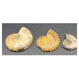 Small Ammonite Fossil Pendants