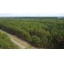 Approx. 300 Acres Divided into 4 tracts in Harnett County!