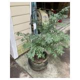 LARGE CLAY POT 17 IN DIAMETER X 15.5 IN TALL, WITH