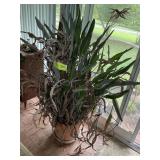 LARGE LIVE PLANT IN PLASTIC PLANTER POT