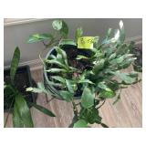 GROUP OF MISC LIVE PLANTS