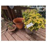 GROUP OF LARGE PLASTIC PLANTERS, SOME WITH PLANTS,