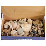 Collection of seashells