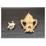 OLD ANIMAL BONES SKULL