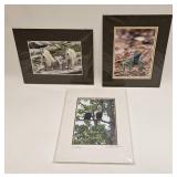 ANIMAL PHOTO LOT MOUNTAIN GOATS LIZARD EAGLES