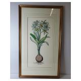 Lilio Narcissus Basilius Besler Botanical Print