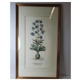 Large Framed Lilium Montanum Botanical Print