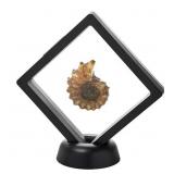 $55 madagascan ammonite fossil Jay King in floatin