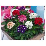 $8 Seeds Flowers Verbena Hybrid Mix - 125 Seeds