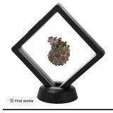 $65 Madagascan Ammonite Fossil Jay king in floatin