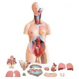 $247 FriCARE Human Body Anatomy Torso Model, 33.8'