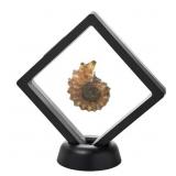 $55 madagascan ammonite fossil Jay King in floatin