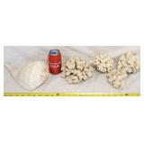 Seashell & Sea Coral *SEE PHOTOS*