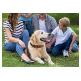 PCYHIIL Leather Dog Collar: Heavy Duty