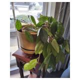 Live Green Hoya Plant