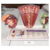 Structure & Function of the Kidney Education Model