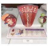 Structure & Function of the Kidney Education Model