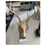 Deer skull