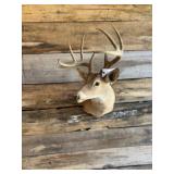 Whitetail shoulder mount
