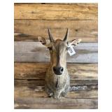 Nilgai Bull Shoulder mount