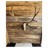 Elk European mount