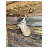 Whitetail shoulder mount