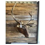 Elk Shoulder mount