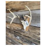 Very unique Whitetail European mount