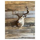 Whitetail Shoulder mount