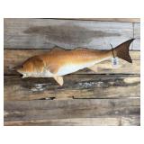 Red Fish mount