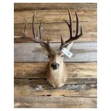 Mule deer shoulder mount