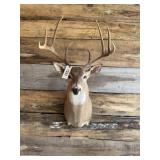 Whitetail shoulder mount