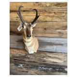 Pronghorn Antelope shoulder mount