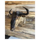 Wildebeest shoulder mount