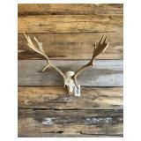 Fallow European mount