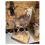 Stone Sheep Full Body Mount