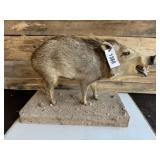 Full body Javelina mount