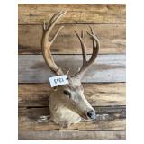 Mule Deer shoulder mount
