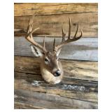 Whitetail Shoulder mount