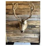 Red Stag Shoulder mount