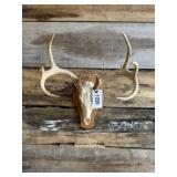 Whitetail European mount