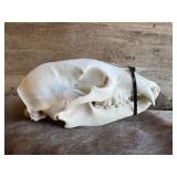 Seller states this is a Black bear skull