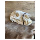 Seller states this is a Black bear skull