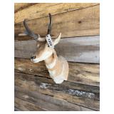 Pronghorn Antelope shoulder mount