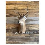 Whitetail shoulder mount