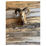Red Sheep Cross shoulder mount