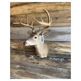 Whitetail shoulder mount